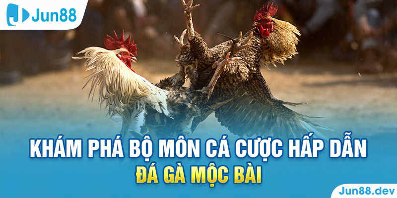 Bí Quyết Chiến Thắng Đá Gà Tại Mộc Bài